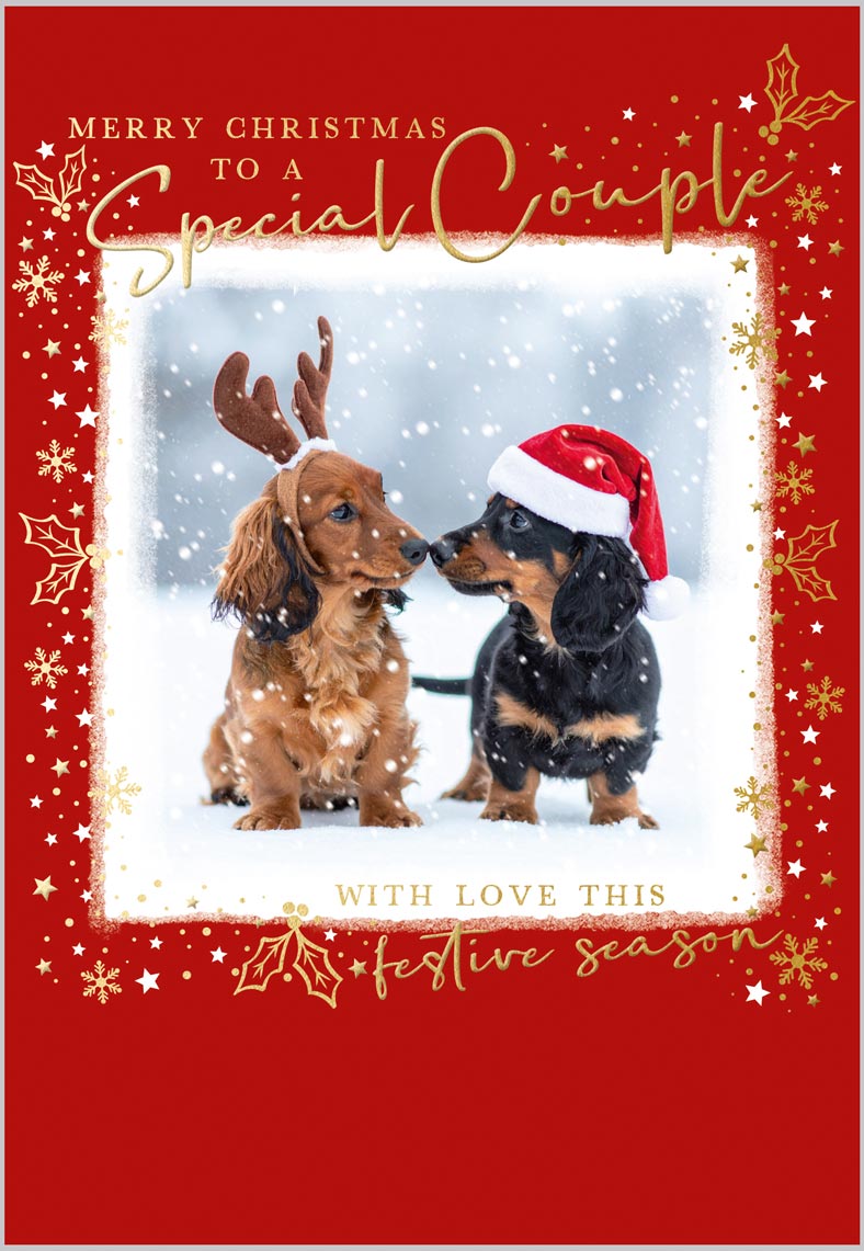 Special Couple Dachshunds