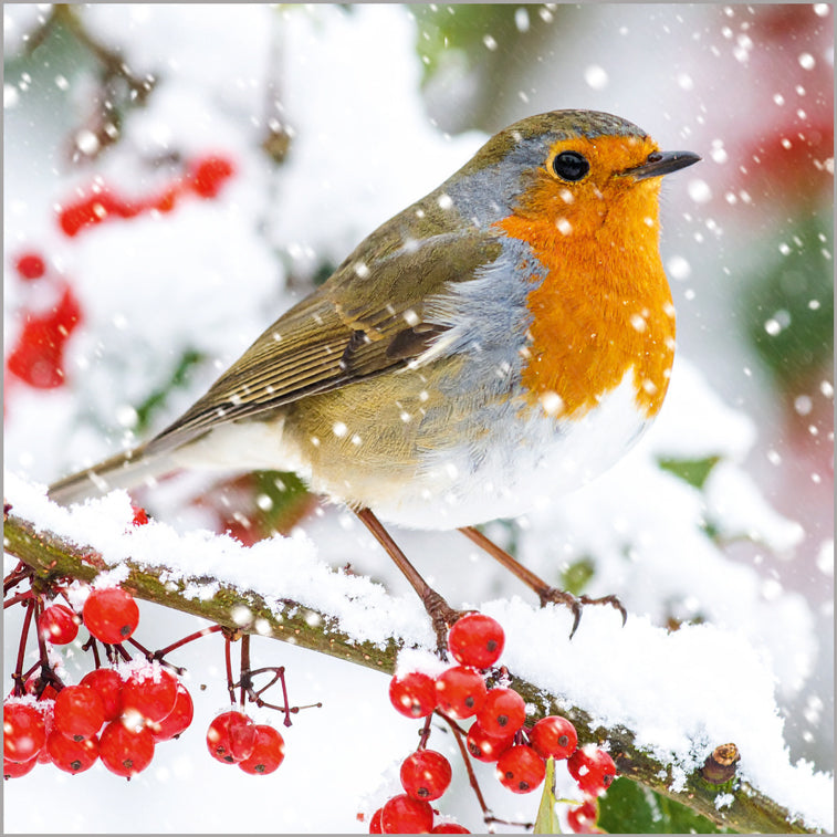 Robin and Berries