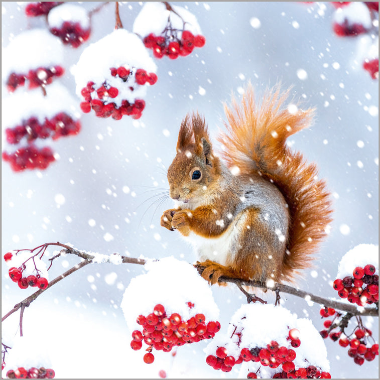 Red Squirrel in Snow