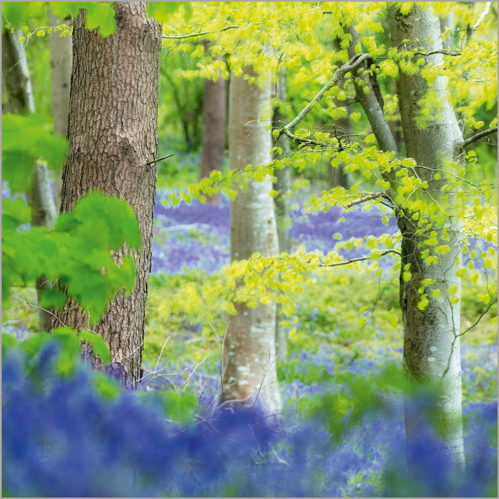 Bluebells in bloom in Charmouth Forest Dorset