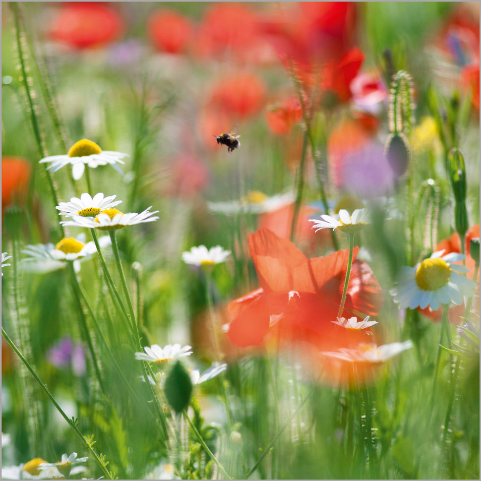 Bumblebee amongst flowering Field Poppies and