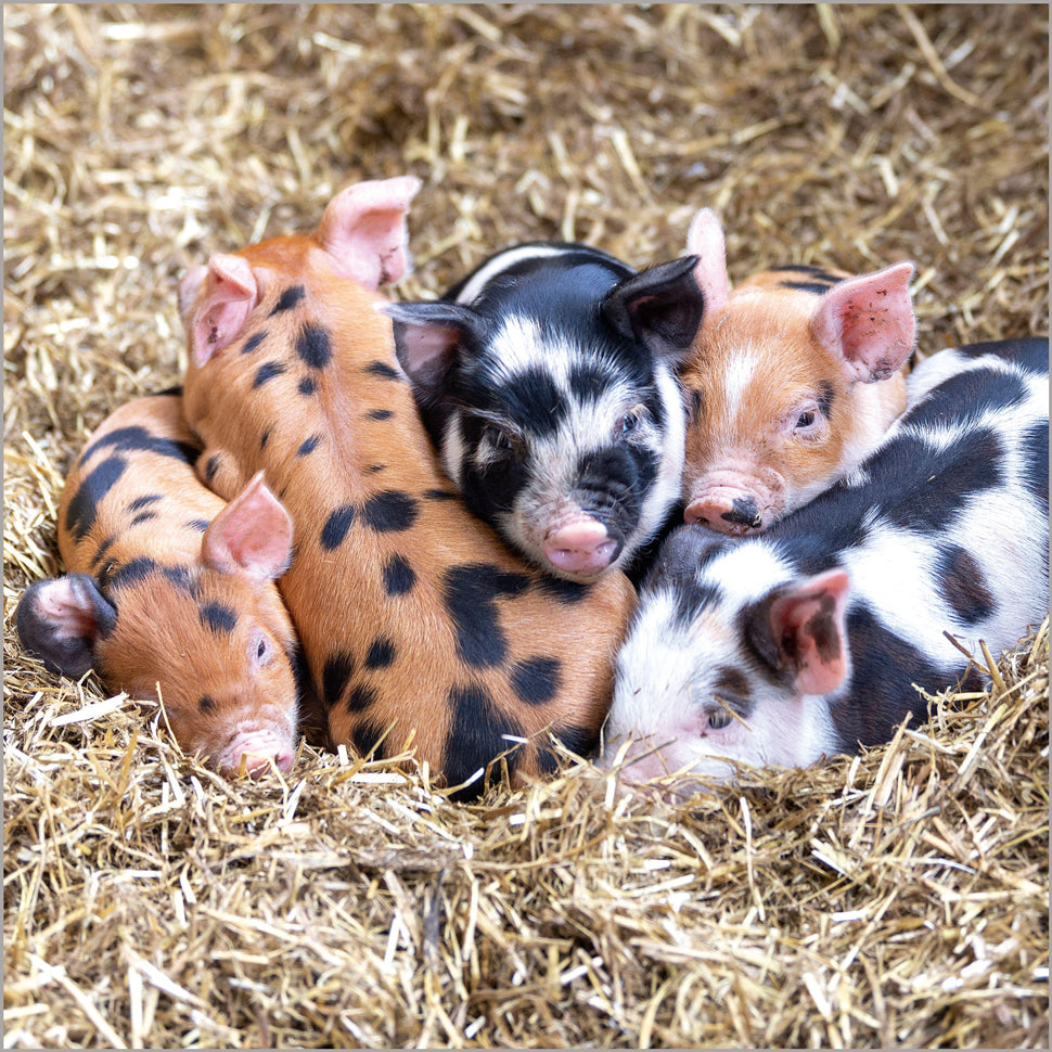 Oxford Sandy and Black Piglets