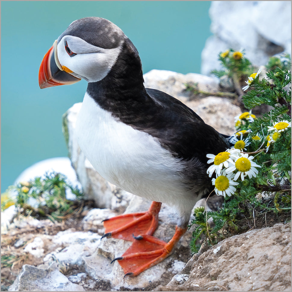 Atlantic Puffin on Cliff