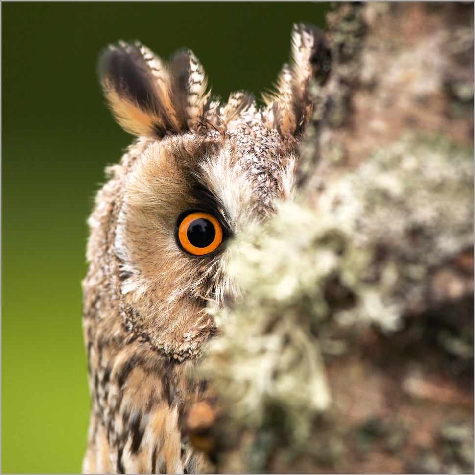 Long-eared Owl