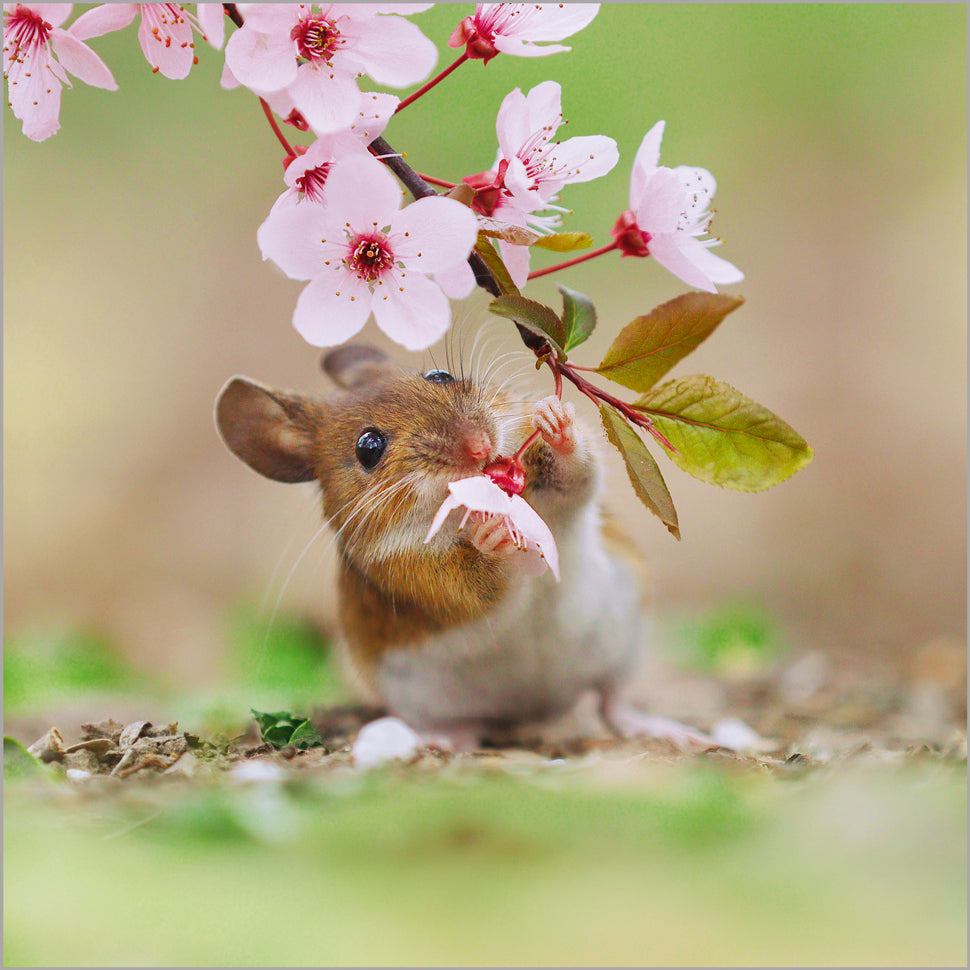 Wood Mouse and Blossom