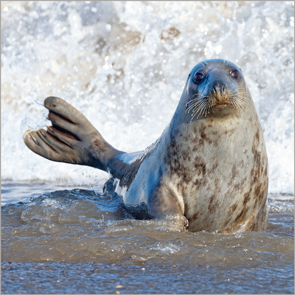Grey Seal