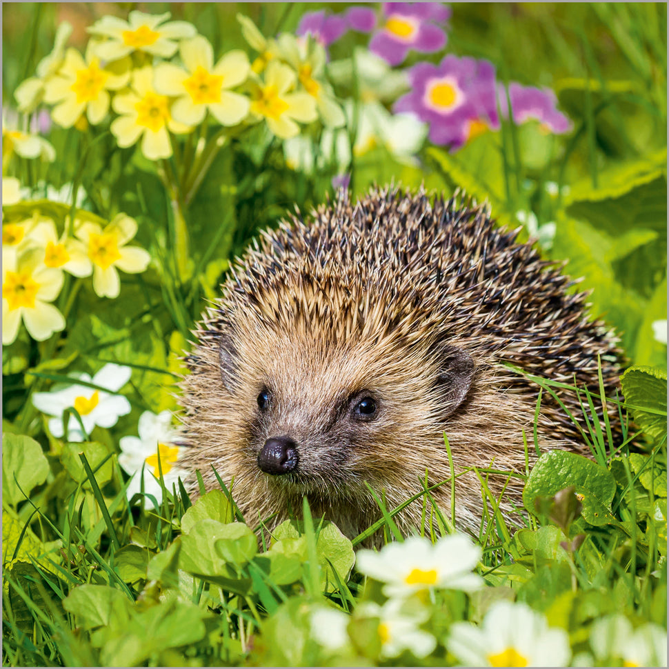 European Hedgehog Among Primroses