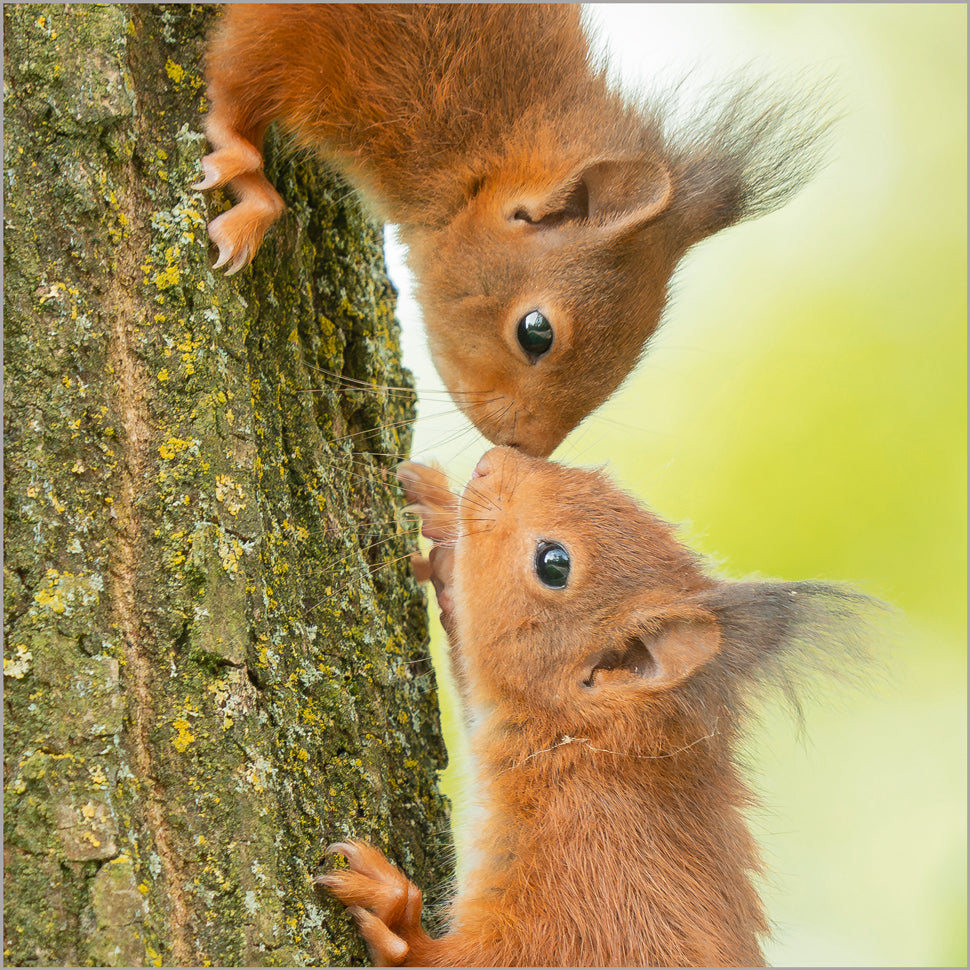 Red Squirrel Pair