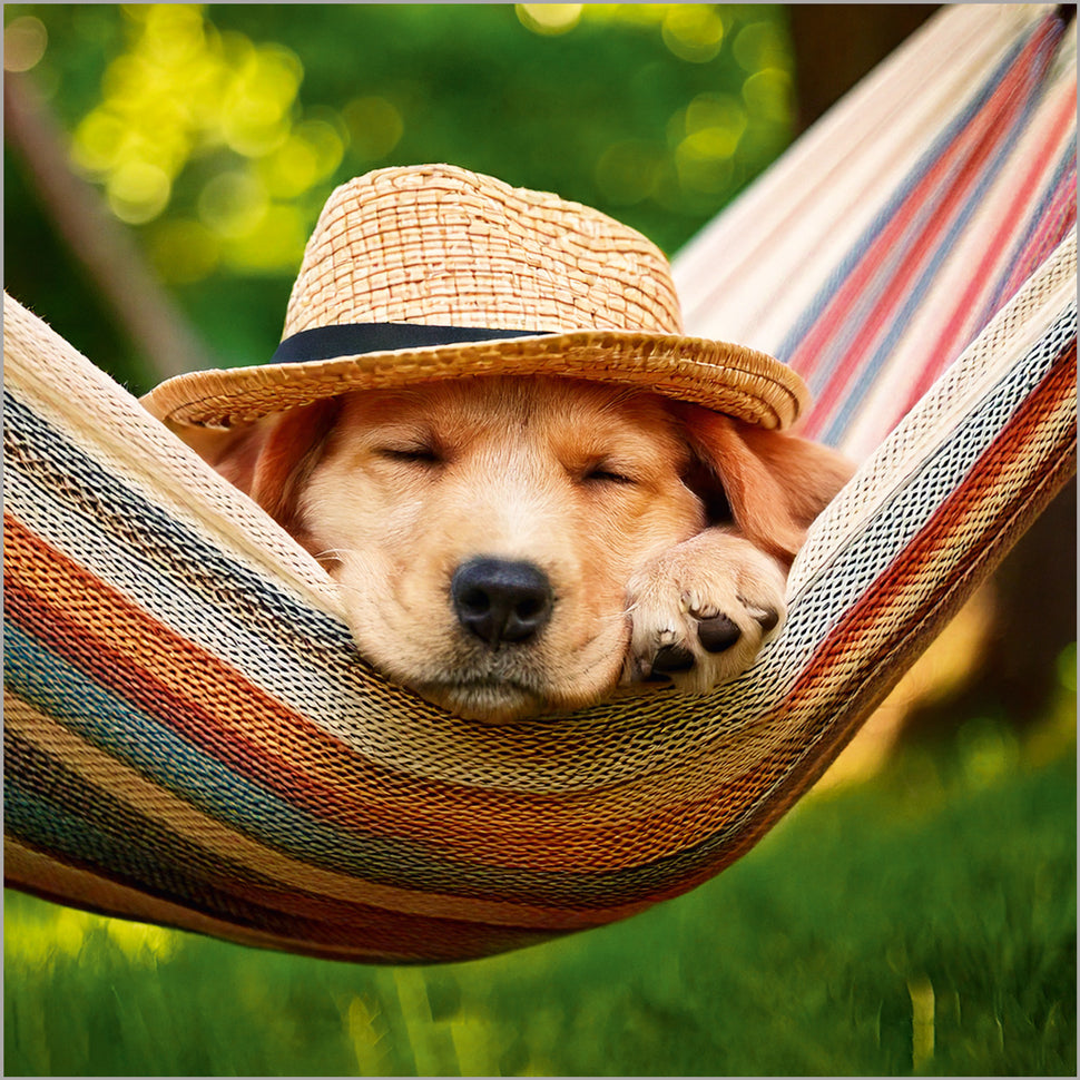 Afternoon Nap