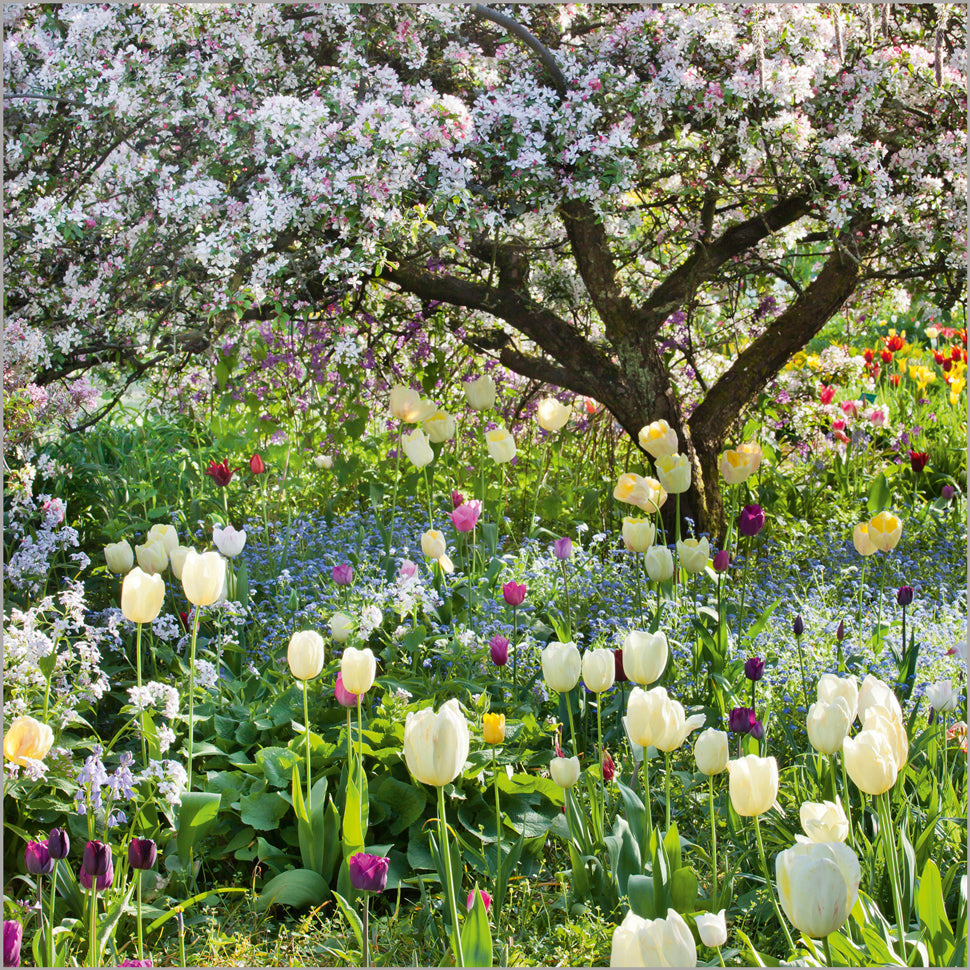 Malus floribunda and tulips