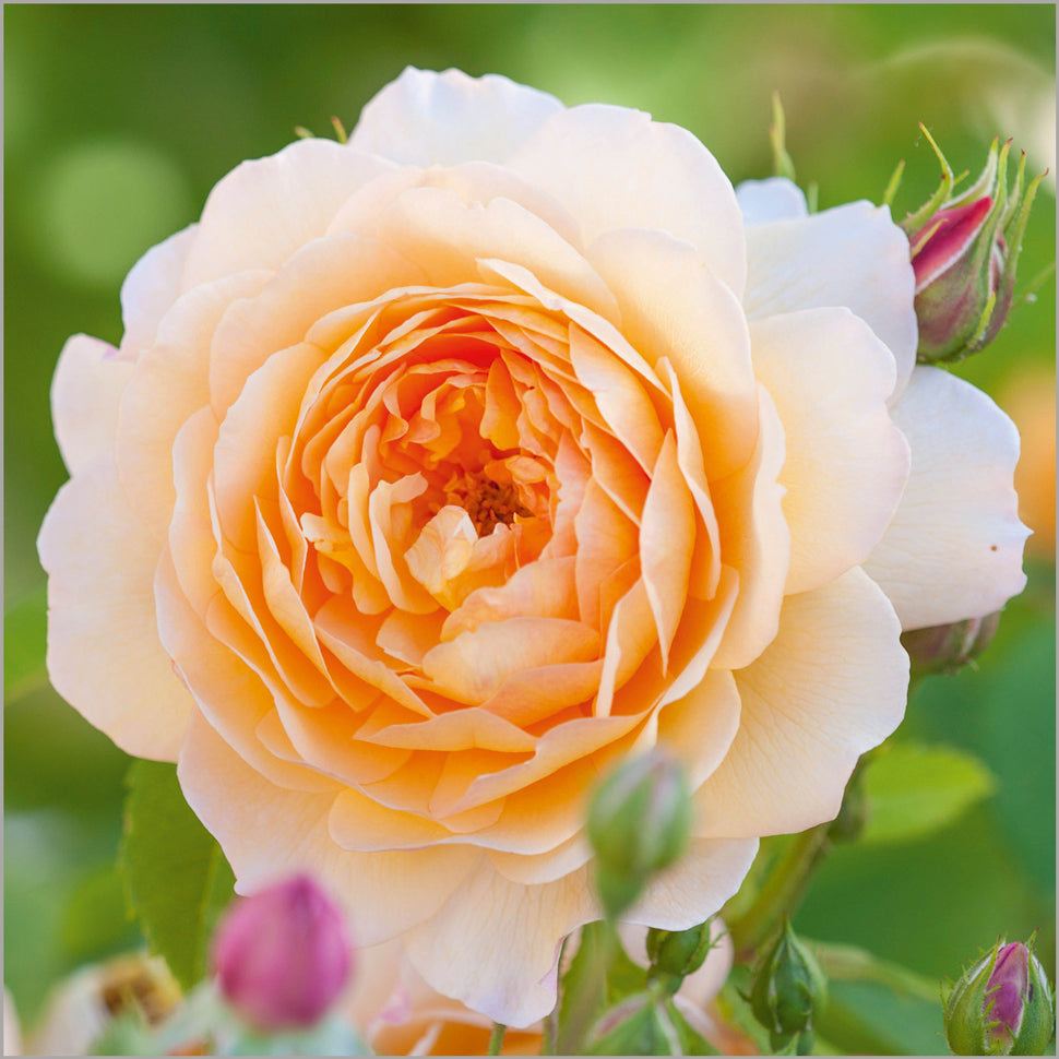 Rosa Grace Auskeppy