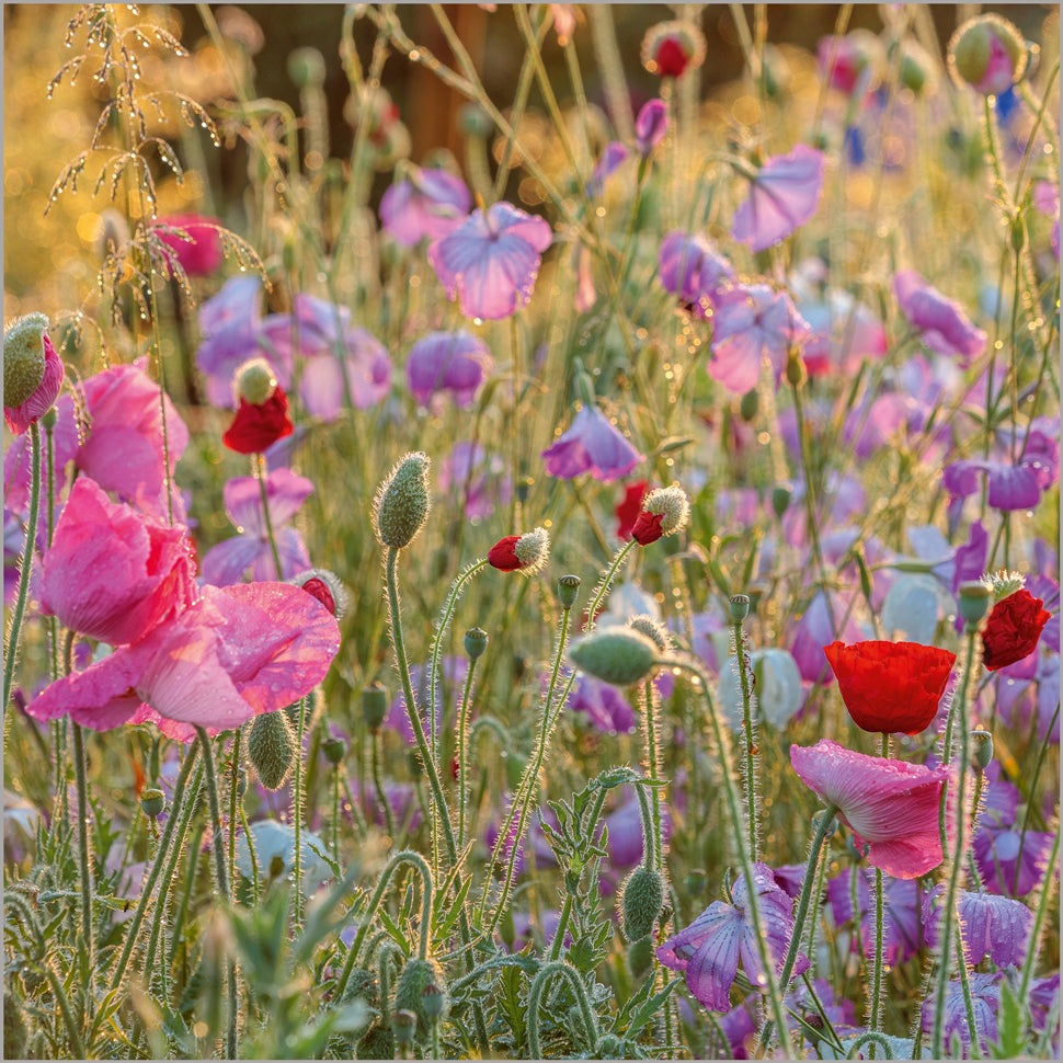 Papaver rhoeas Common Poppy
