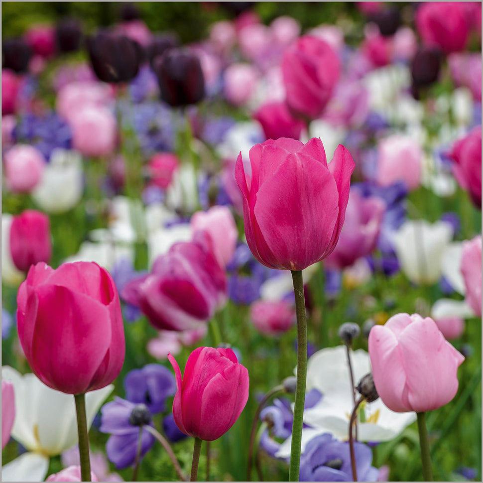 Colourful Spring Tulips