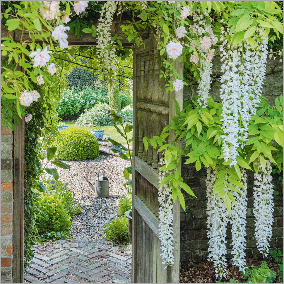 Wisteria Over Gate at Bridges Garden Woolpit