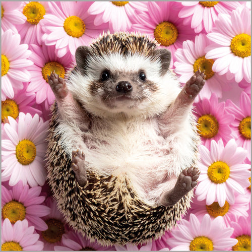 Hedgehog on pink flowers