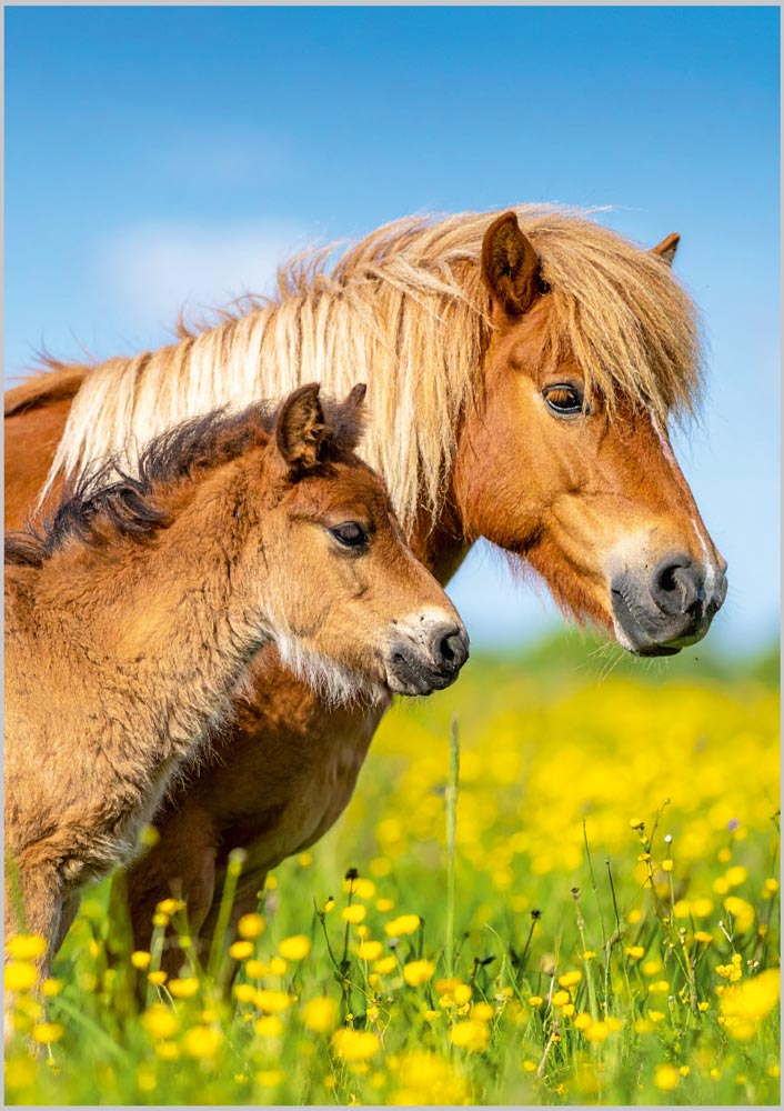 Shetland Pony and Foal in Meadow