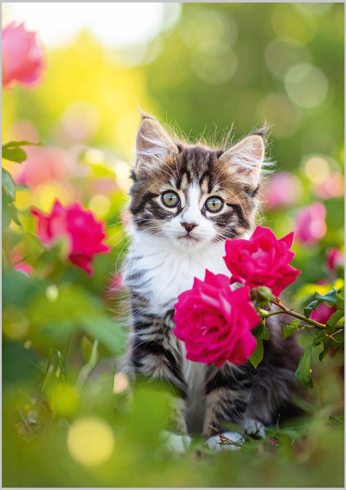 Tabby Kitten amongst Pink Roses