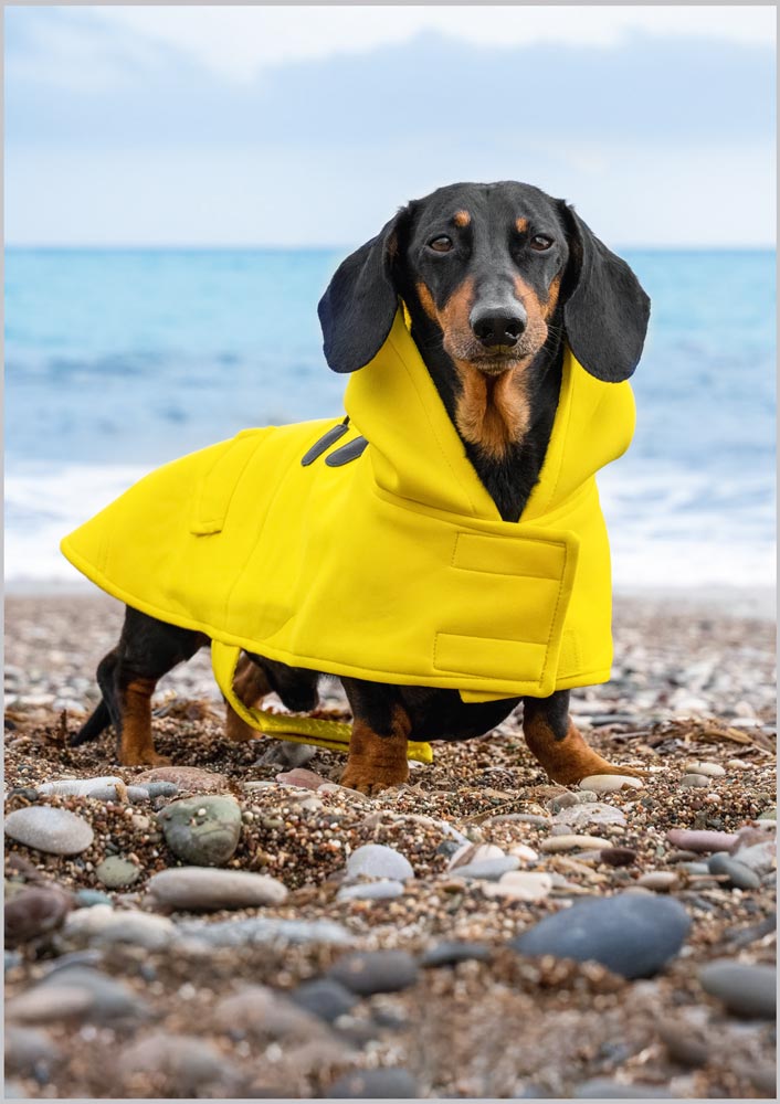 Dachshund on the Beach