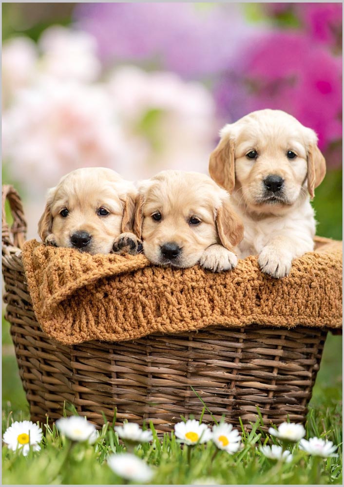 Golden Retriever Puppies in Wicker Basket