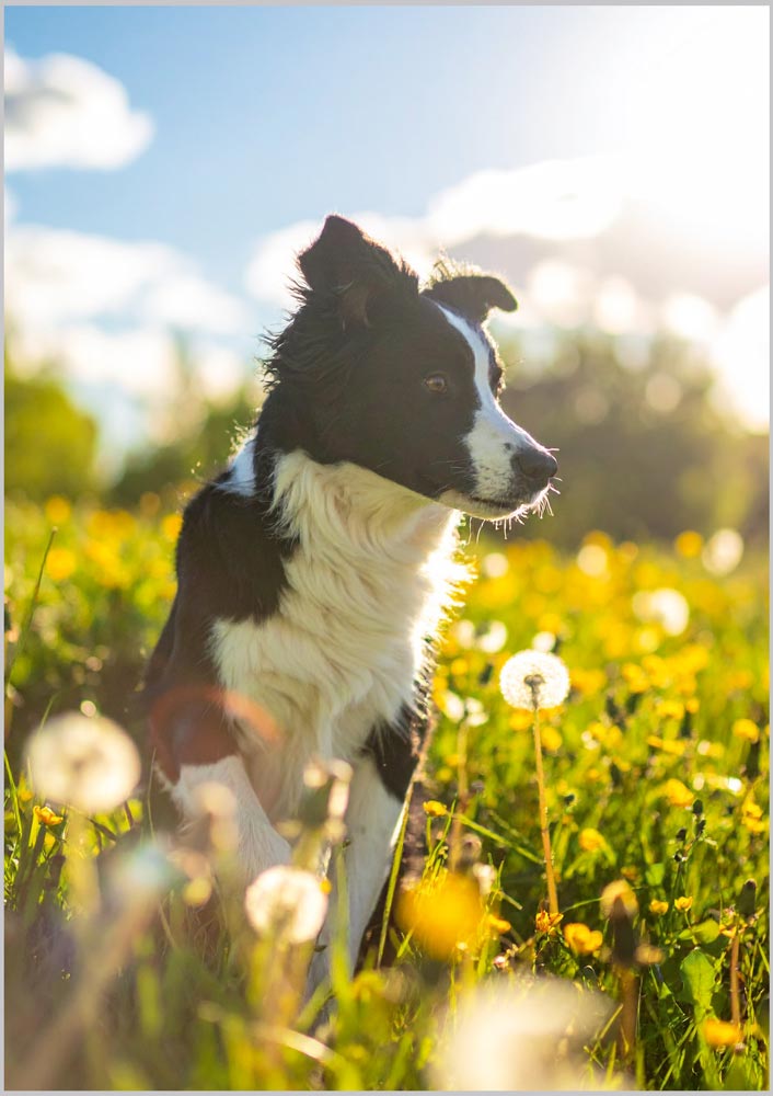 Border Collie in Wild Flower Meadow