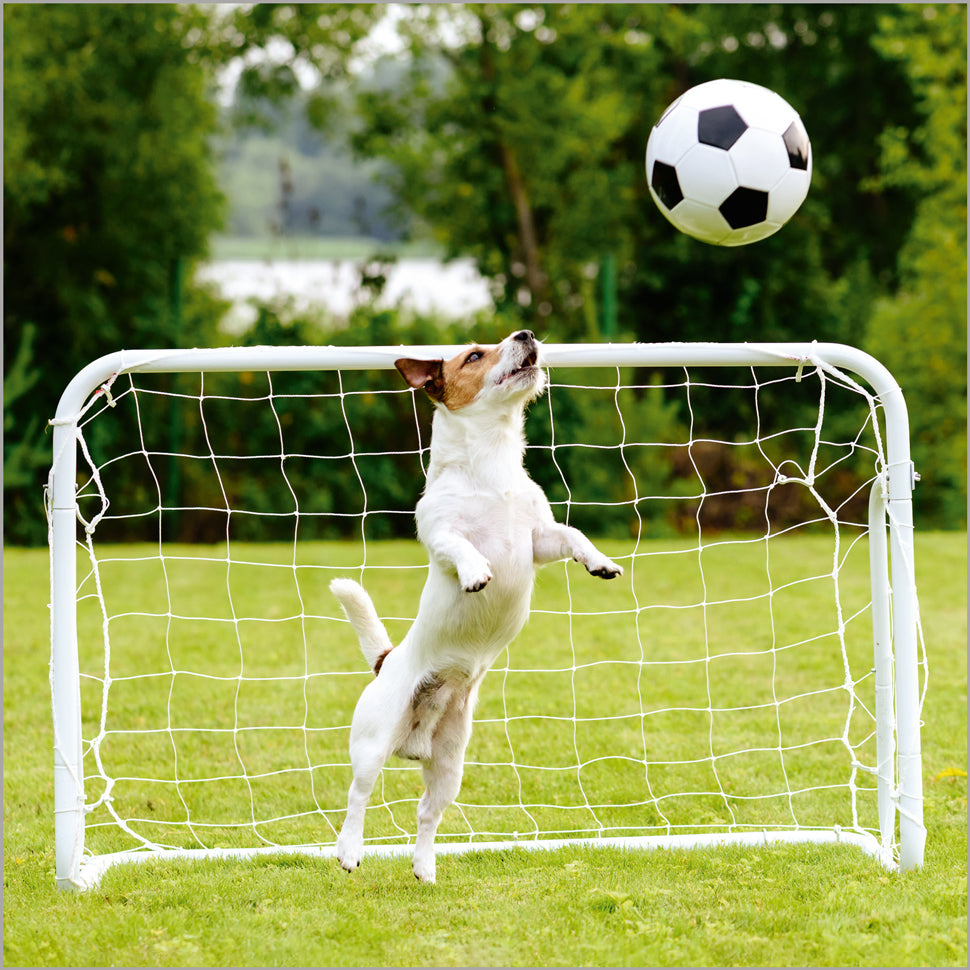 Footie Dog