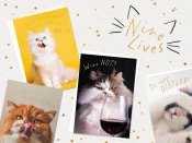 Nine Lives - Calling all cat lovers!